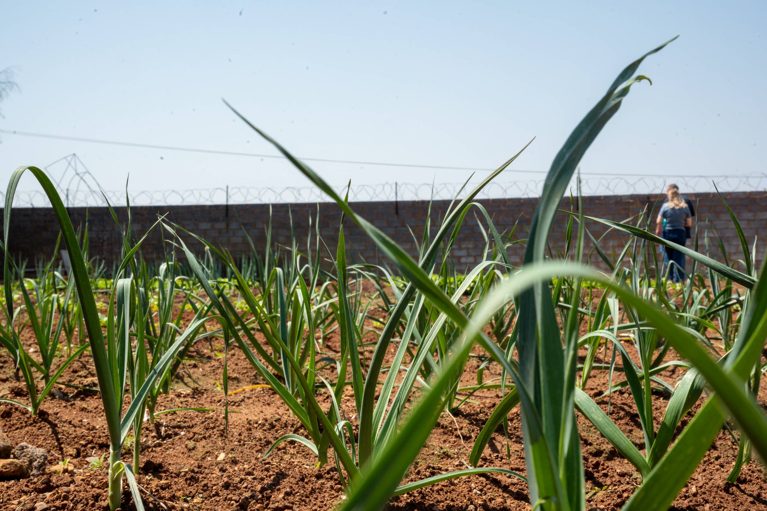 Abba-Corn-Our-Ministries-scaled